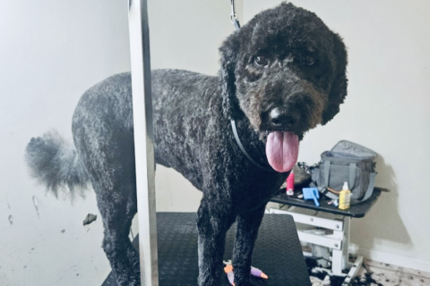 This Va. grooming business has ‘zero turn-away policy’ with aggressive dogs